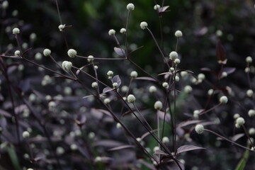 black currant bush
