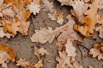 Close-up fallen oak leaves with dew. Autumn oak leaves. Water drops on fall oak leaves closeup. Dry Autumn Oak Leaf Covered by Water Drops of Rain on Ground in park.