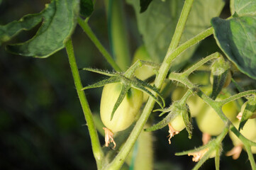 Green unripe tomatoes in the garden