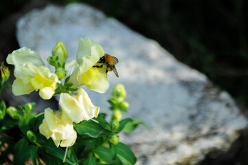 Close up on a bumblebee pollinating flowers in the garden