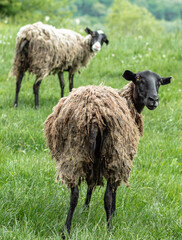 A black sheep with muddy hair stands with its back to the camera and looks into it. In the background is green grass and another sheep. The concept of animal husbandry.