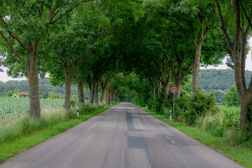 Summer landscape view with a row of tree on the side road, Dutch countryside with farm land and houses, Small street with trees trunk along the way, Border between Germany and Netherlands, Gelderland.