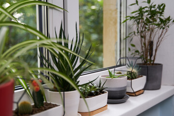 Home green plants on the window sill
