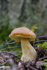 Large beautiful white mushroom boletus with beautiful texture of leg growing in fallen leaves, moss and a twigs in a light autumn Latvian forest