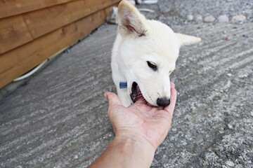 한국의동묽5ㅐ입니다