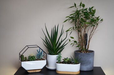 Home garden is littered with many beautiful plants, cacti, succulents in different pots. .