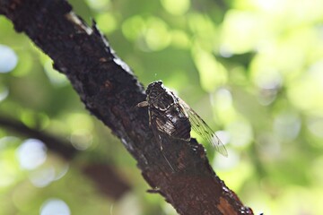한국의곤충매미입니다