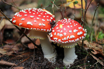 red fly agaric