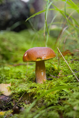 Large beautiful white mushroom boletus with beautiful texture growing in moss under tall grass in a light autumn Latvian forest