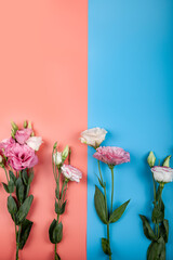Flowers on a pink and blue background. Beautiful eustomas.