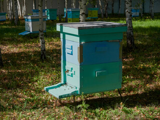 close-up of bees on honeycombs in an apiary - selective focus, space for copying