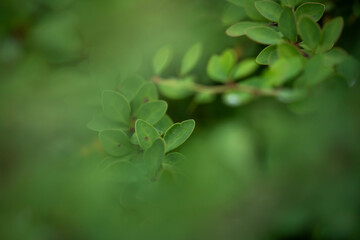 Fototapeta na wymiar green lush succulent foliage of a beautiful shrub with round leaves