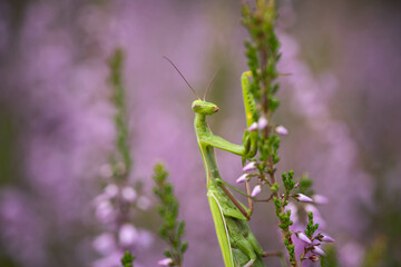 mantis lurking on heather flowers disguised as greenery