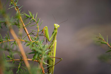 mantis hiding on a branch of a coniferous bush