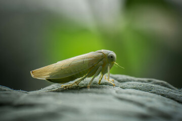 European leafhopper, close-up on mint leaves, incredible wildlife