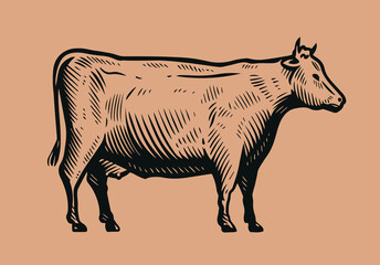 Fototapeta premium Hand drawn cow in vintage engraving style. Beef, dairy products concept
