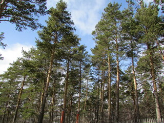 beautiful forest