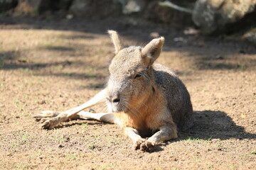 kangaroo in the zoo
