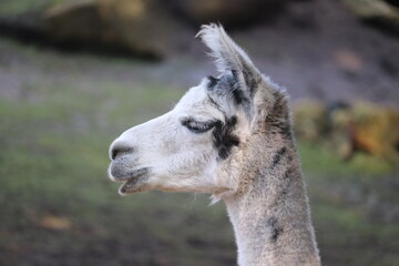 Obraz premium close up of a alpaca