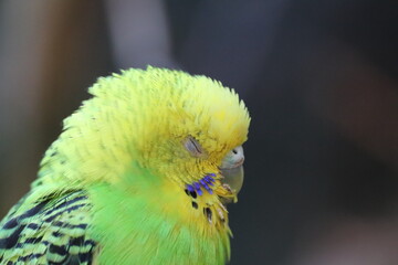 yellow and green parrot
