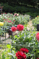 flowers in the garden