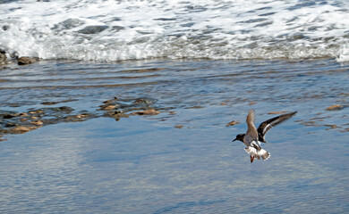 Ruddy Turnstone birds