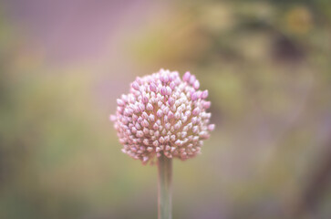 onion flower