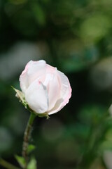 FU 2020-06-06 WeiAlong 543 Weiße Blüte einer Rose