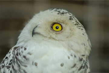 Bubo scandiacus. Ritratto diurno di gufo delle nevi dallo sguardo obliquo.
