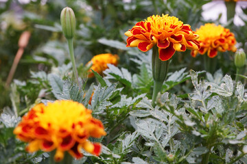 夏の日に咲くマリーゴールド