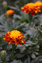 夏の日に咲くマリーゴールド