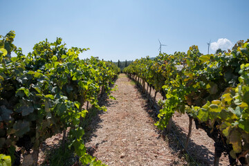 vineyards established for wine production