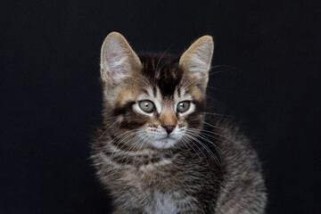 Fototapeta na wymiar portrait of tricolor domestic kitten looking aside on the black background