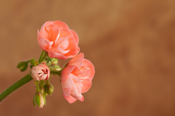set of two pink decorative flowers on orange background