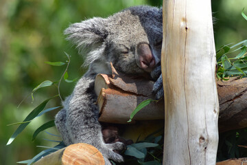 Obraz premium Siesta del Koala