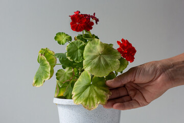 Woman hand holding yellow leaf of blooming geranium damaged because of hotness and drought