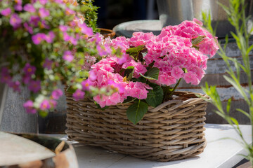 Geflochtener Blumenkorb mit Hortensien im Landhausstil