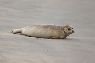 seal on the beach