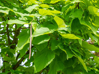 Fototapeta na wymiar Catalpa tree closeup. Big leaves and fresh pods with seeds hang down