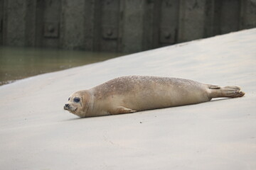Naklejka premium seal on the beach