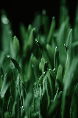 Fototapeta na wymiar green grass with drop