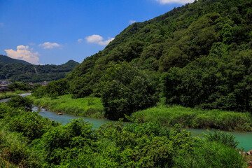 green tea plantation