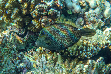Fototapeta na wymiar Honeycomb Filefish Cantherhines Pardalis ,Red sea 