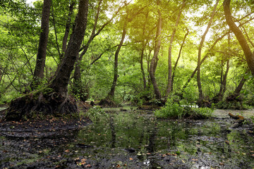 Fototapeta na wymiar Picturesque view of green forest with swamp