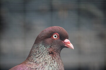 close up of a pigeon
