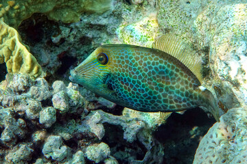 Honeycomb Filefish Cantherhines Pardalis ,Red sea 