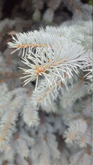 Blue spruce branch