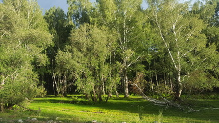 Fototapeta na wymiar Green glade by the forest