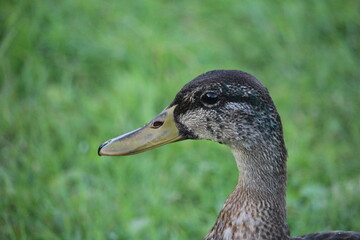 duck in the grass