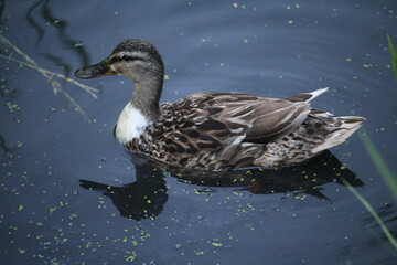 duck on the water